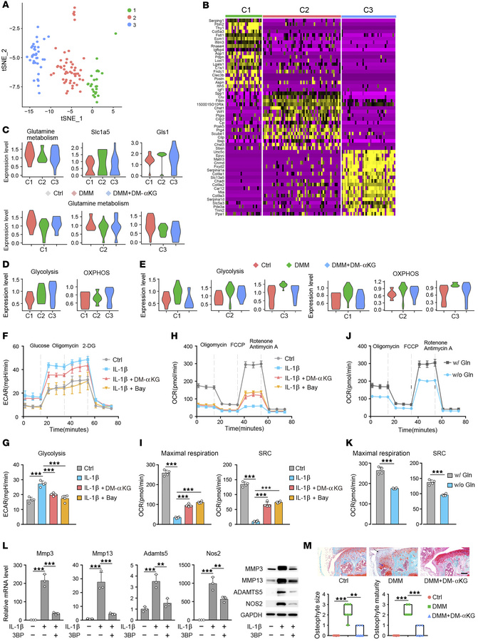 Supplementation of DM-αKG restored metabolic reprogramming in OA chondro...