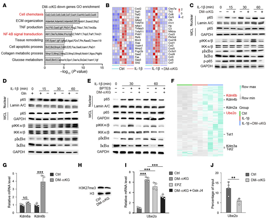 αKG-induced Ube2o is mediated by histone methylation on H3K27me3.
(A) GO...