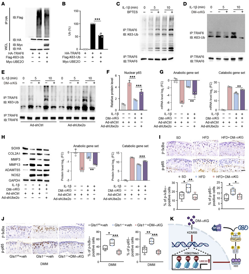 αKG inhibited the TRAF6 ubiquitination via inducing the expression of UB...