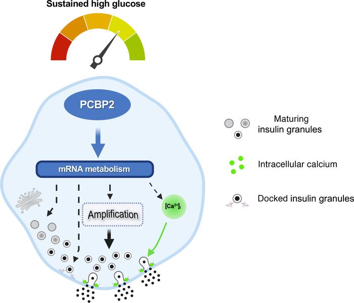 Proposed model of PCBP2 impacting β cell processes required for both bas...
