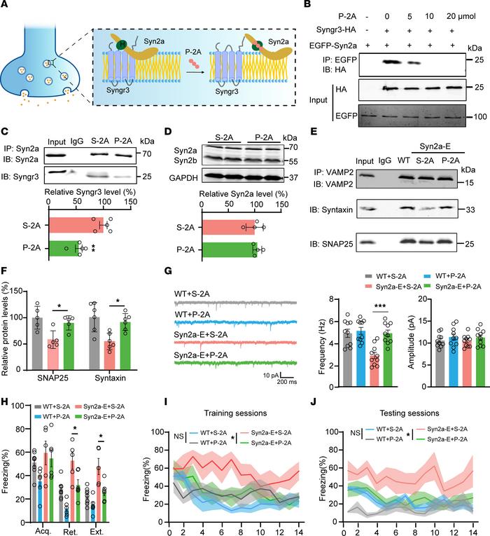 Blocking the Syn2a/Syngr3 interaction by P-2A preserves presynaptic func...