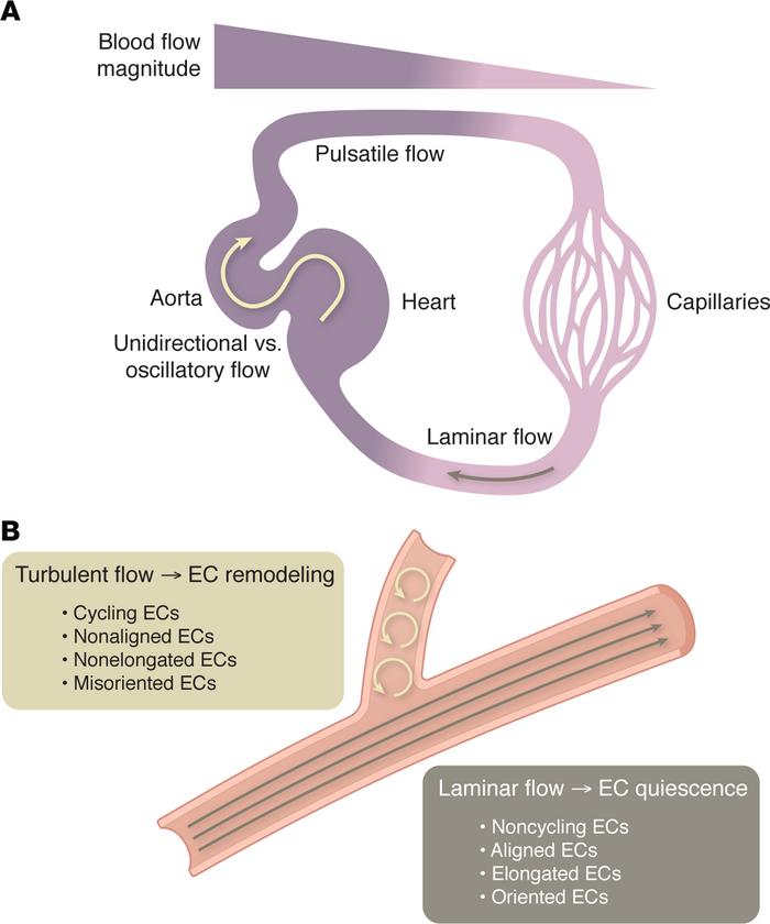Different parameters of FSS and vascular morphology affect EC.
ECs are c...