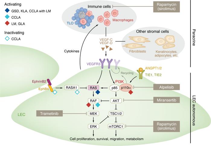 Signaling pathways and therapeutic opportunities for vascular anomalies ...