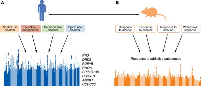 Leveraging genome-wide data to identify pleiotropic effects of common ge...
