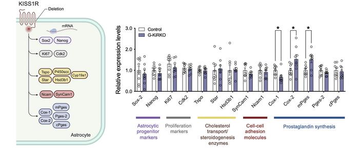 Gene expression profiling in G-KiR-KO astrocyte primary cultures.
A comp...