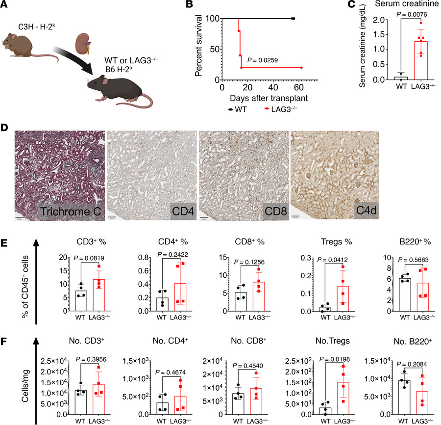 LAG3-deficient recipients acutely reject kidney allografts.
Groups of B6...