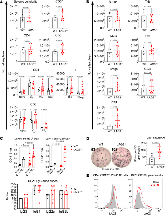 Recipient LAG3 deficiency enhances anti-donor immune responses.
Analyses...