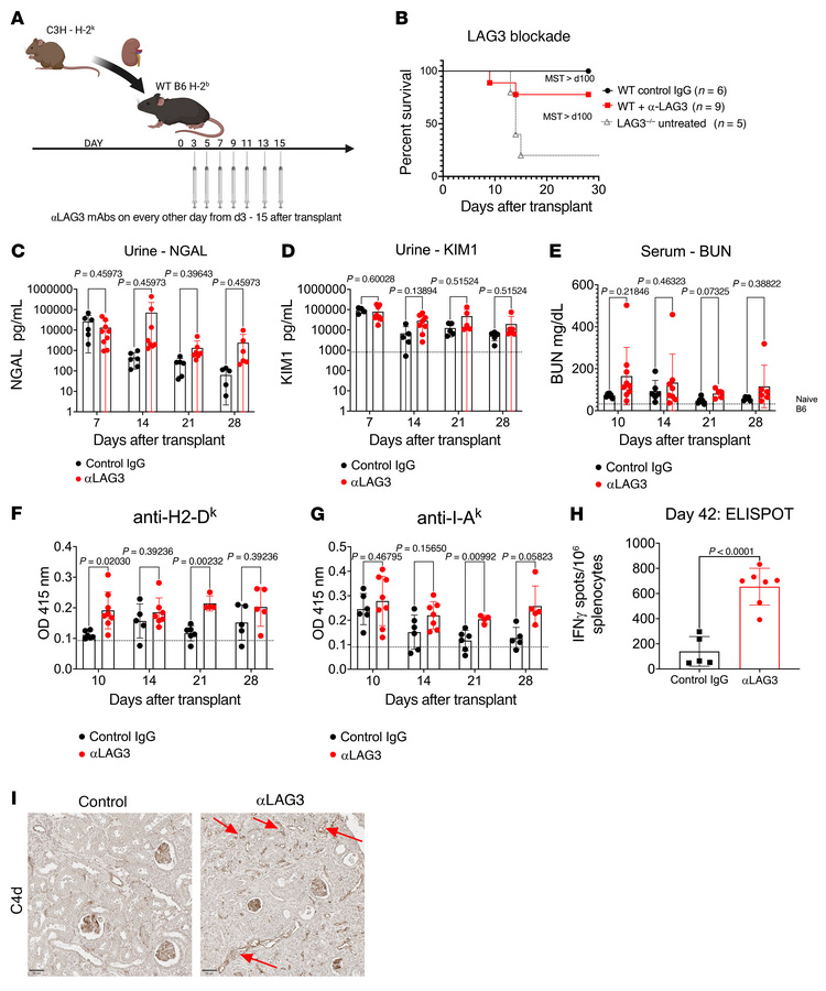 LAG3 blockade enhances de novo alloresponses after kidney transplant, le...