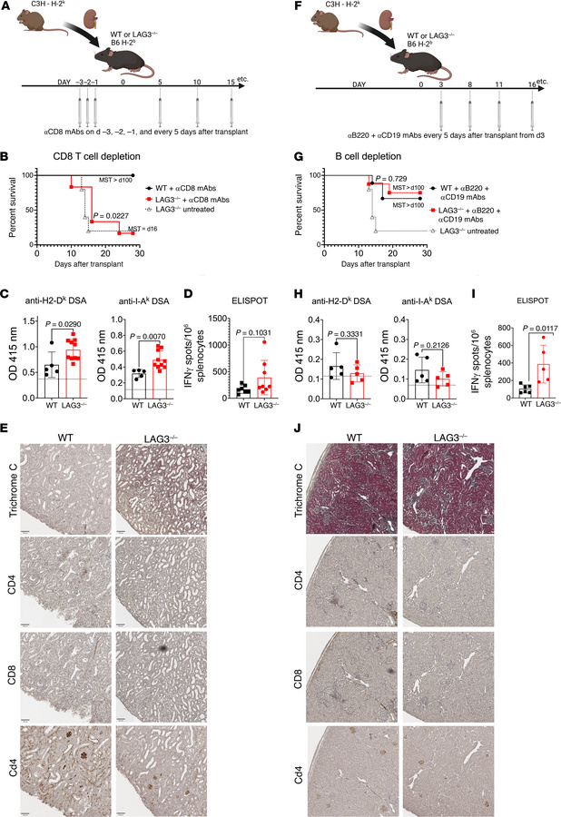 Kidney allograft rejection in LAG3-deficient recipients is dependent on ...