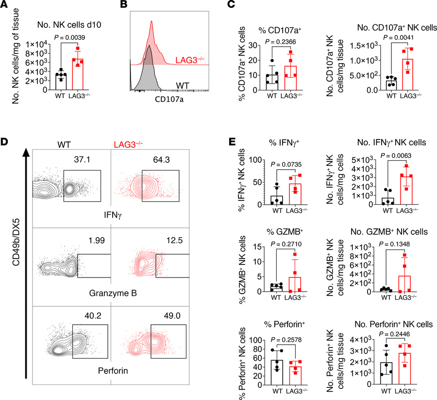 Recipient LAG3 deficiency results in increased accumulation and effector...