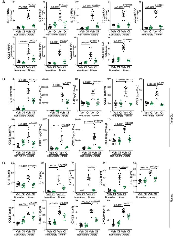 4-Octyl itaconate attenuates inflammation caused by atherosclerosis.
WT ...