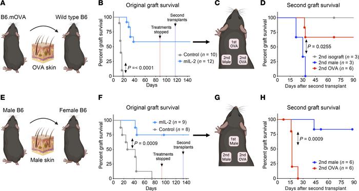 Assessment of antigen-specific tolerance after mIL-2 treatment and recha...