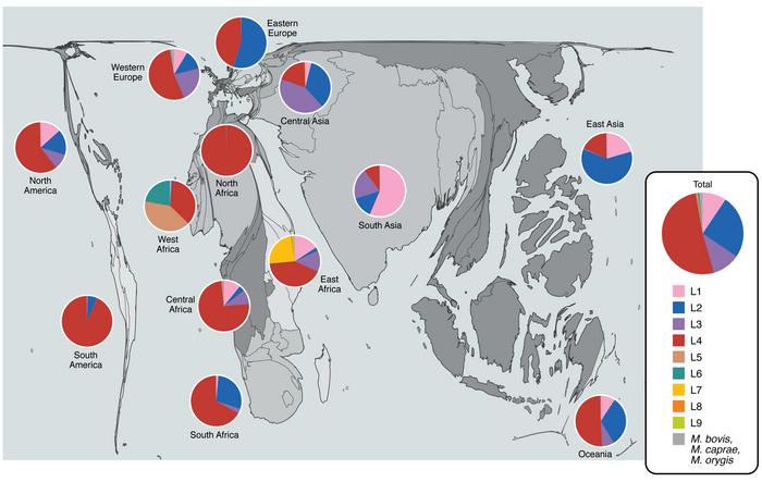 Cartogram of global TB burden by M. tuberculosis lineage.
Country areas ...