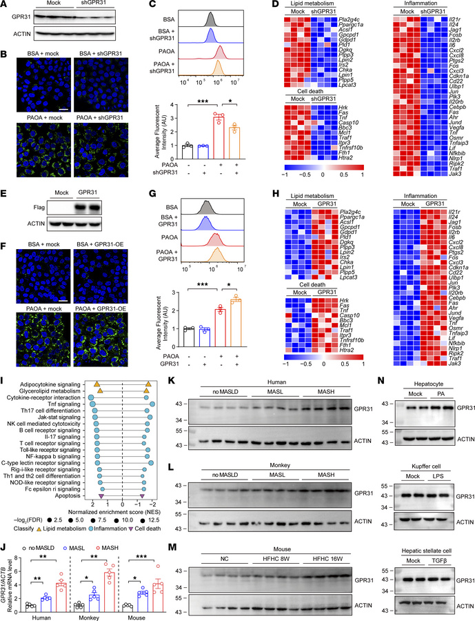 GPR31 shows pro-MASH capacity by promoting hepatocyte lipotoxicity in vi...