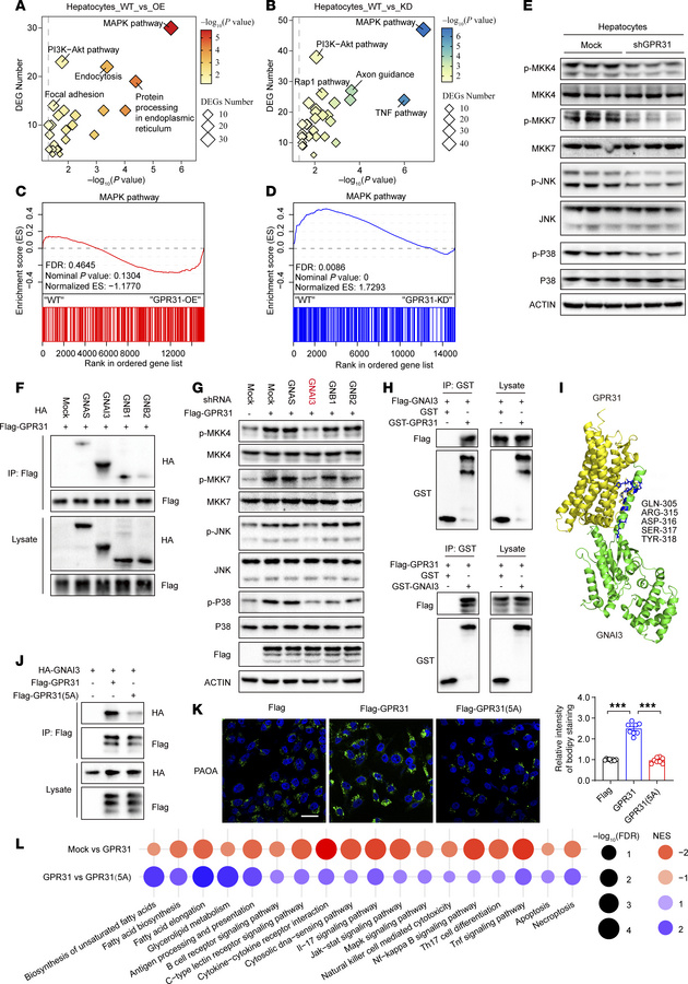 GPR31-Gαi3 interaction is essential for MASH aggravation.
(A and B) The ...