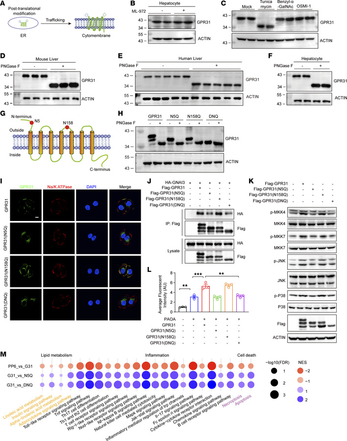 GPR31 N-glycosylation at Asn5 is required for GPR31-Gαi3 interaction and...
