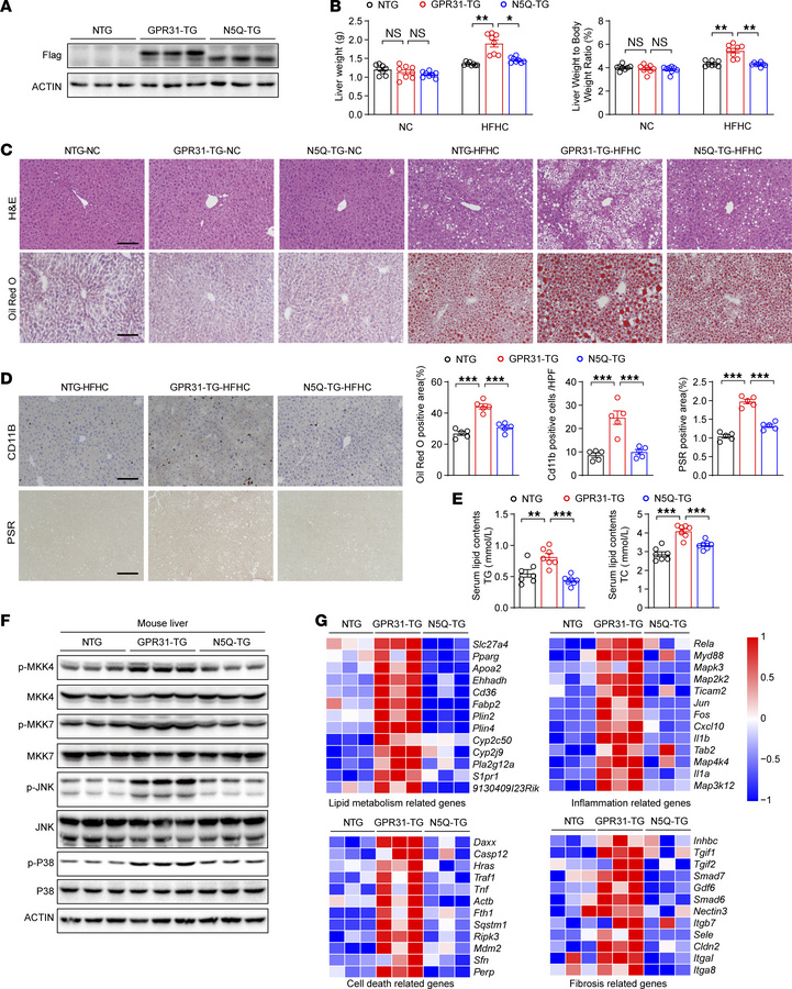 GPR31 and its glycosylation at N5 are required for MASH progression in m...