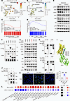 GPR31-Gαi3 interaction is essential for MASH aggravation.