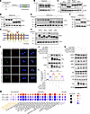 GPR31 N-glycosylation at Asn5 is required for GPR31-Gαi3 interaction and pr