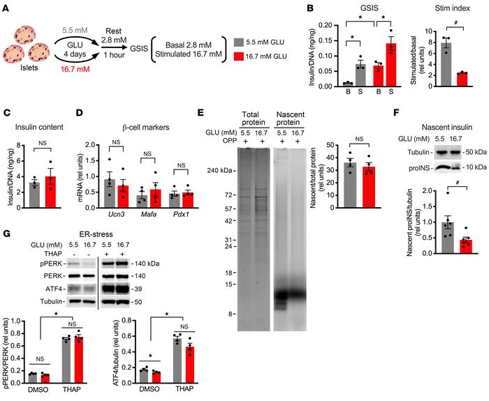 Sustained high glucose decreases basal insulin translation in isolated r...
