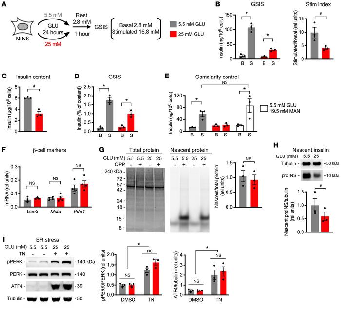 Sustained high glucose decreases insulin synthesis in MIN6 cells.
MIN6 c...