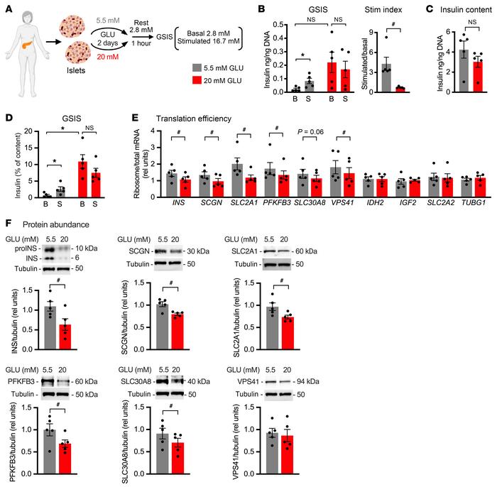 Translational regulation by sustained high glucose impacts protein abund...