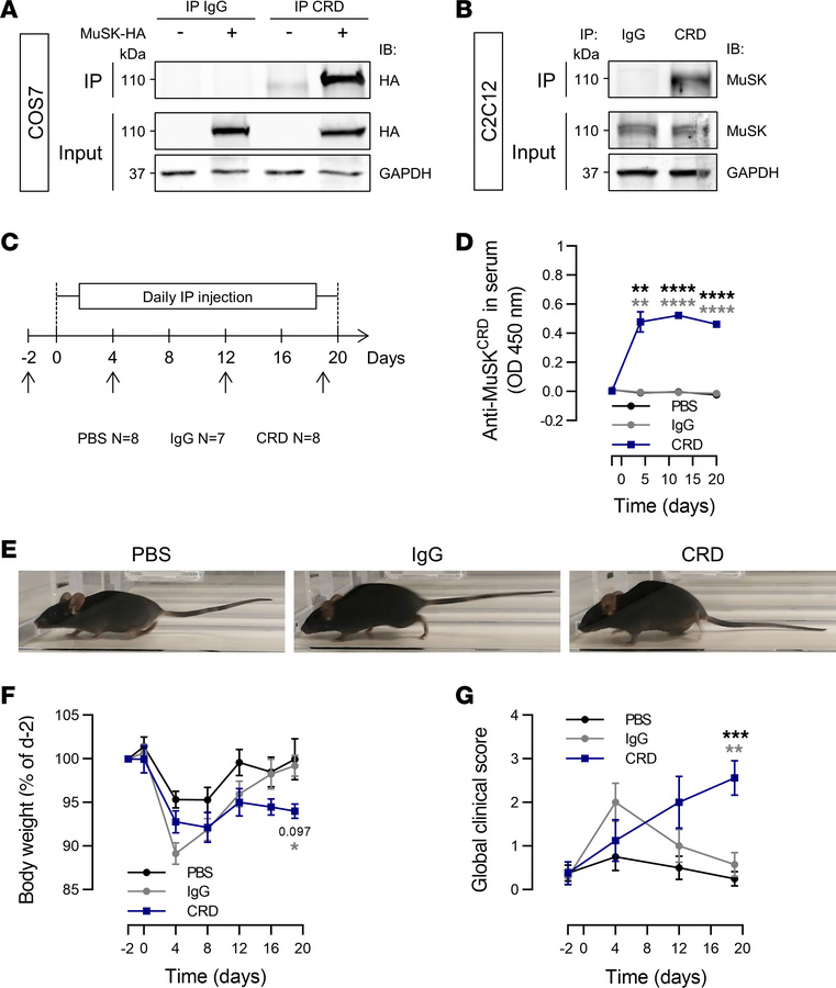 Anti-MuSKCRD antibody injections induce myasthenia-like symptoms in mice...