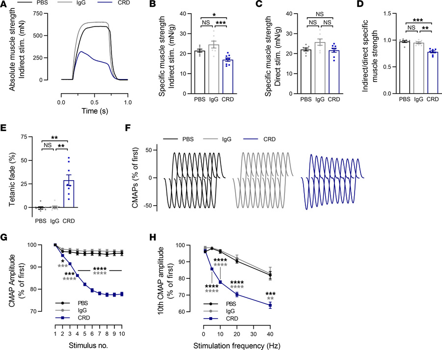 Changes to in situ muscle strength and reduced CMAP amplitude in mice in...