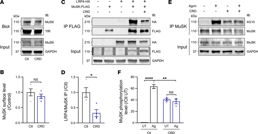 Molecular mechanisms of anti-MuSKCRD antibodies in vitro.
(A) Western bl...