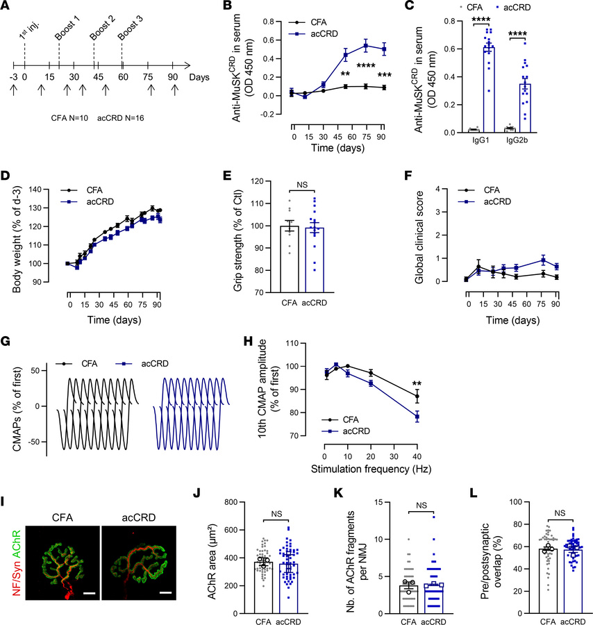 Animals immunized with MuSKCRD peptide do not display myasthenia-like ch...