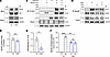 Molecular mechanisms of anti-MuSKCRD antibodies in vitro.