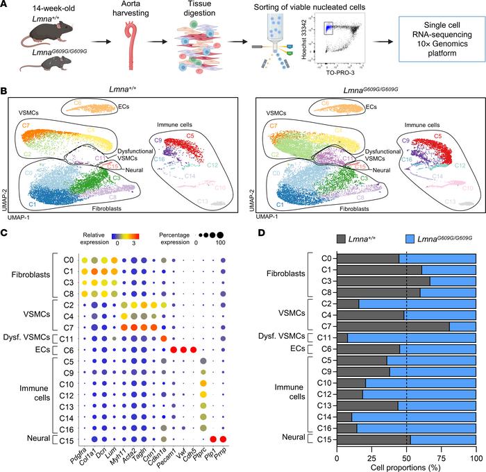 Single-cell RNA-Seq analysis of the aorta in Lmna+/+ and LmnaG609G/G609G...