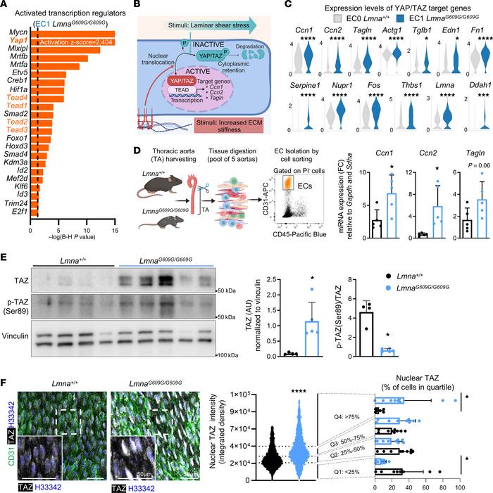 YAP/TAZ signaling is activated in aortic endothelial cells from LmnaG609...