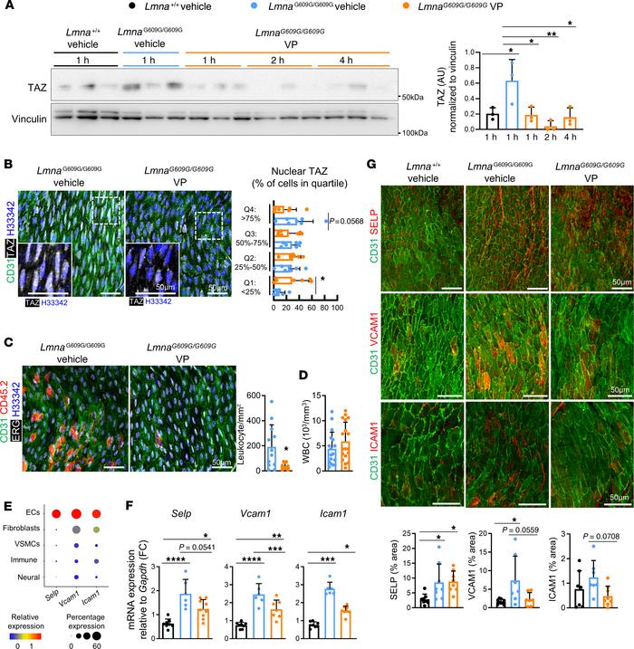 YAP/TAZ inhibition with verteporfin reduces the accumulation of aortic i...