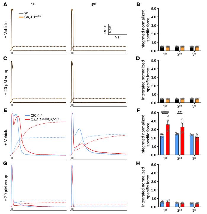 Verapamil significantly reduces myotonia in both CaV1.1Δe29 ClC-1–/– and...