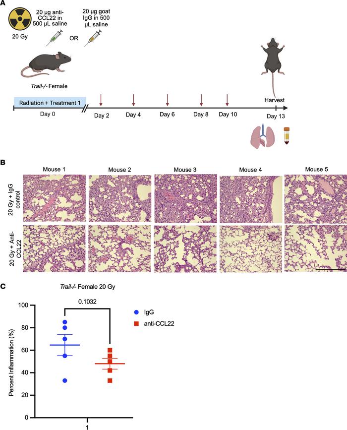 Treatment with anti-CCL22 in Trail–/– mice provided partial rescue from ...