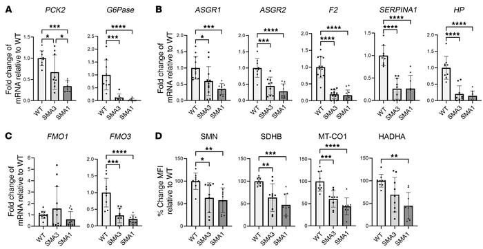 Day 24 SMA iHeps show dysregulation of genes implicated in gluconeogenes...
