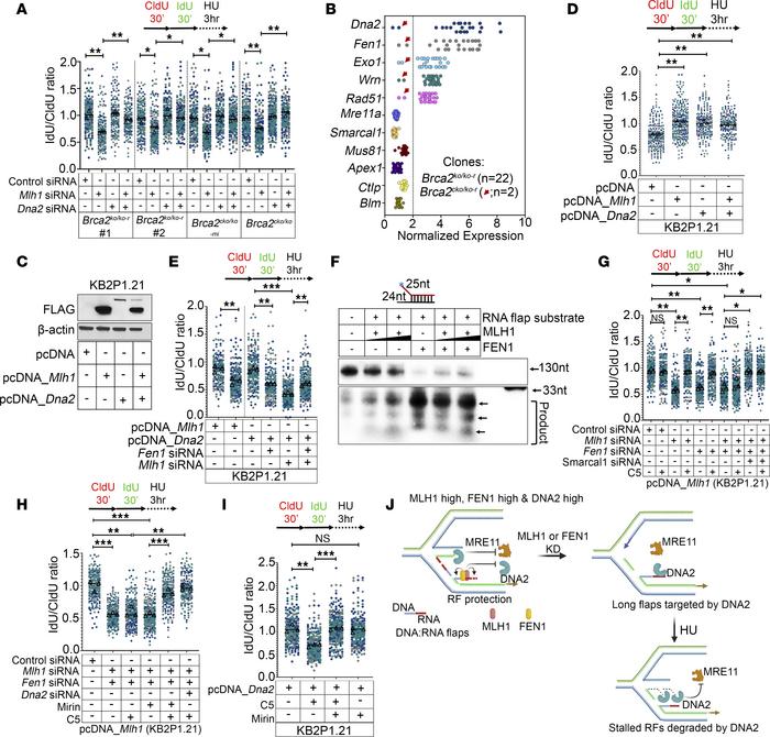 MLH1 protects reversed RFs from DNA2 nuclease.
(A) Quantitation of IdU/C...