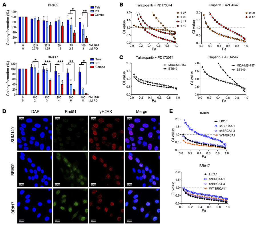 Synergy between PARPis and FGFRis is independent of BRCA1 expression.
(A...