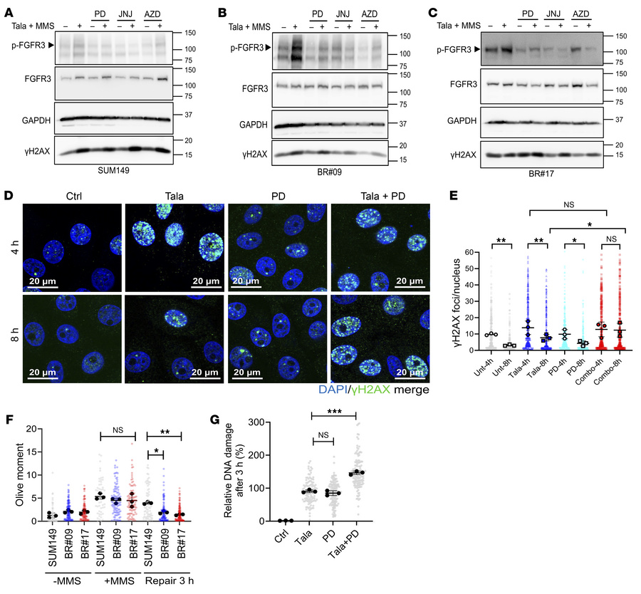 Combination of talazoparib and PD173074 attenuates DNA repair.
(A–C) SUM...