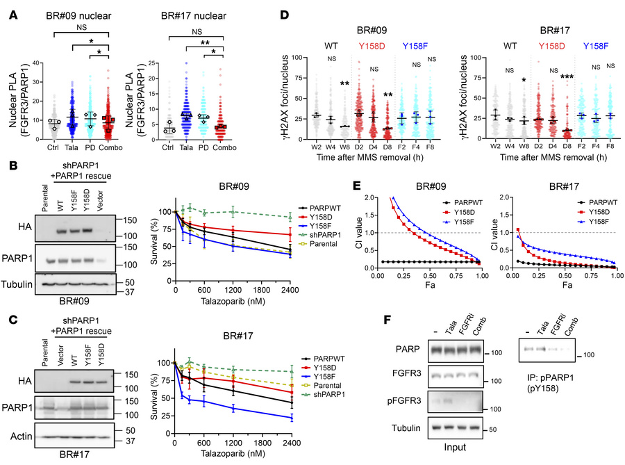 FGFR3 phosphorylates PARP1 at Y158, promoting PARPi resistance.
(A) BR#0...