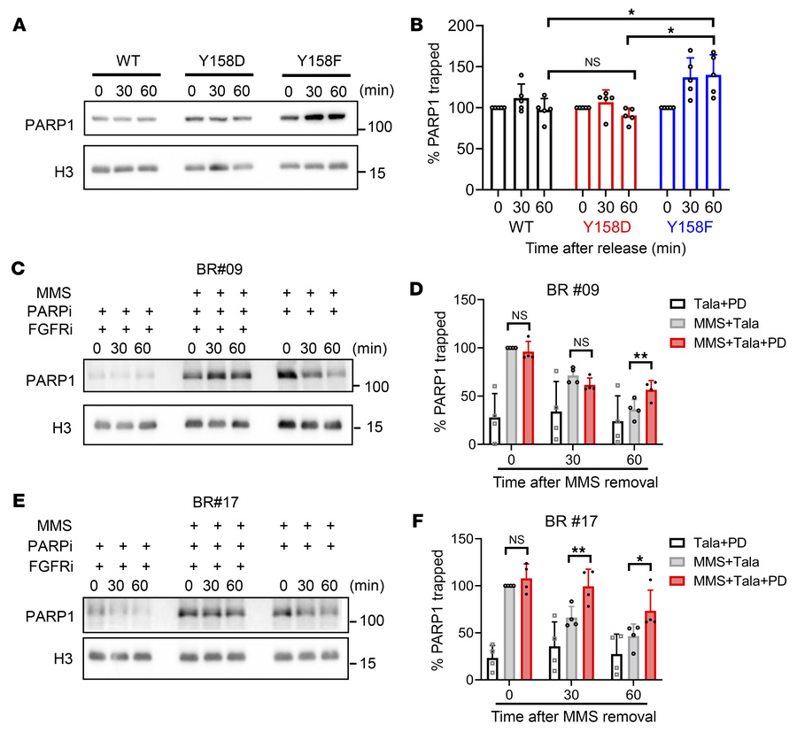 Inhibition of FGFR-mediated PARP1 Y158 phosphorylation prolongs PARP tra...