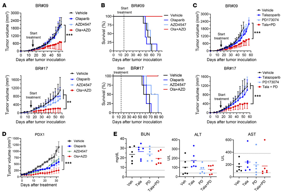 FGFR and PARP inhibitors synergize in breast cancer xenograft models.
(A...