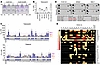 FGFR3 is activated in talazoparib-resistant cells.