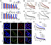 Synergy between PARPis and FGFRis is independent of BRCA1 expression.