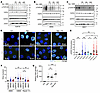 Combination of talazoparib and PD173074 attenuates DNA repair.