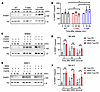 Inhibition of FGFR-mediated PARP1 Y158 phosphorylation prolongs PARP trappi