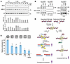 PARP1 Y158 phosphorylation enhances the recruitment of BRG1 and MRE11 on ch