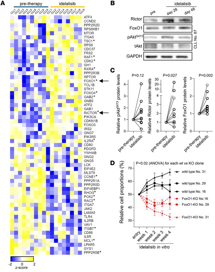 FoxO1/Rictor/pAktS473 is responsible for adaptation to idelalisib.
(A) H...
