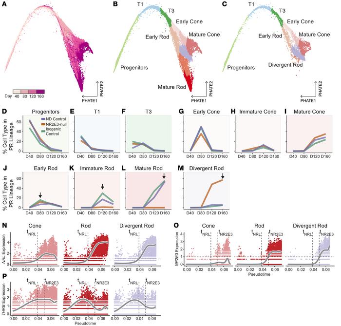 Divergent rods emerge in NR2E3-null organoids.
(A) PHATE reduction showi...